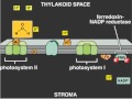 Chloroplast Functions and Photosynthesis