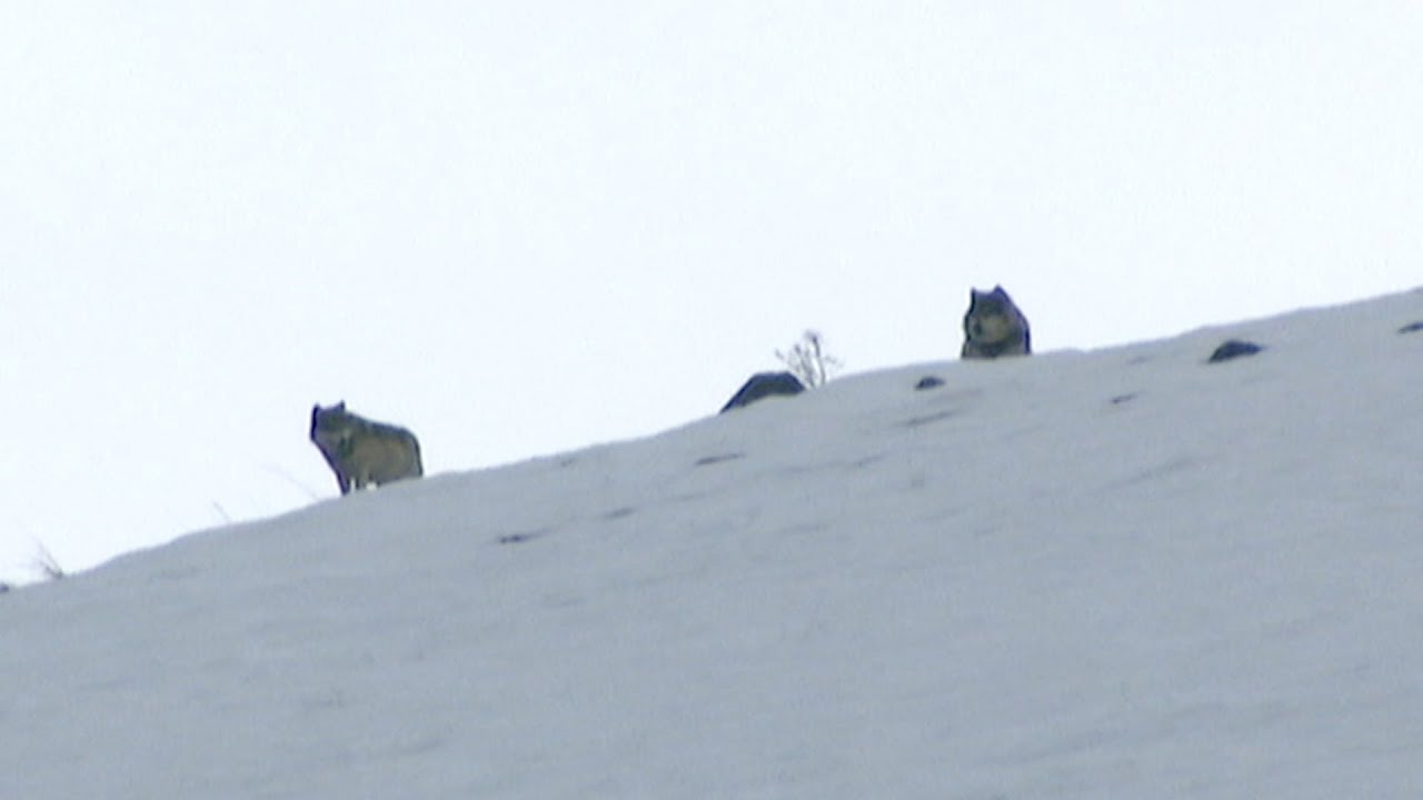 Elusive Wolves Sighted On Mountain Top Expedition Wolf BBC Earth