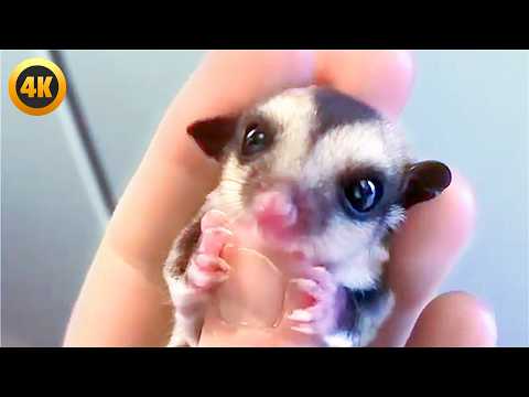 The CUTEST Pet Videos Of 2025...So Far! 😍 | Funny & Adorable Animals