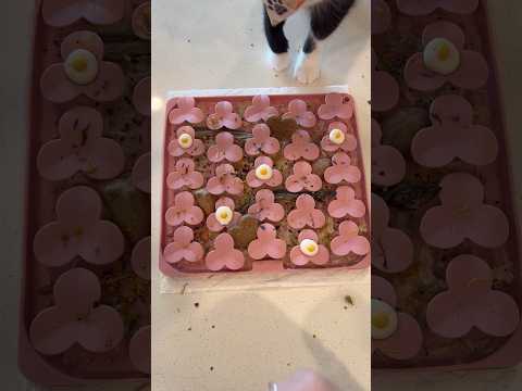 Or maybe this is more of a snuffle mat? 😋🌸 #dogtreats #lickmat #enrichment #lickmatrecipe
