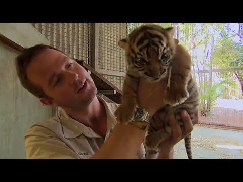 When Tigers Meet Humans BBC Earth