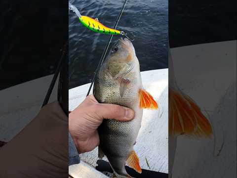 Perch time 🎣😉 #shorts #Fishing #Lures #fishinglife  #angler #bigfish #predatorfishing #rapala