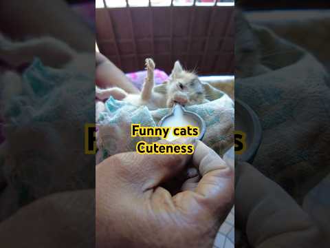 Best Funny cat 🐱 #funnyvideos #viralvideo #catvideos #catshorts #fun #shorts