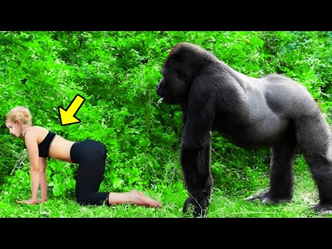 Esta Historia Conmocionó A Todos ¡Esto Es Lo Que Un Gorila Enfadado Hizo A Un Turista en La Selva!