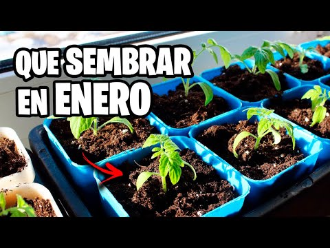 Que SEMBRAR en ENERO 🌱 Calendario de Siembra 2025 + Tareas del Huerto | La Huerta de Ivan