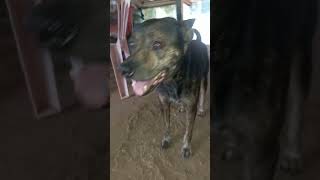 Subscribe my dog 🤣🤣🤣🤣