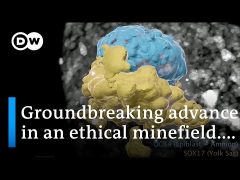 Scientists grow synthetic human embryos from stem cells | DW News