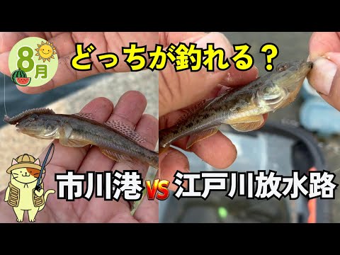 ８月下旬【市川港 & 江戸川放水路】ハゼ釣り調査｜江戸川放水路の最河口と最上流でハゼ釣り比較をしてみたら結果はまさかの・・