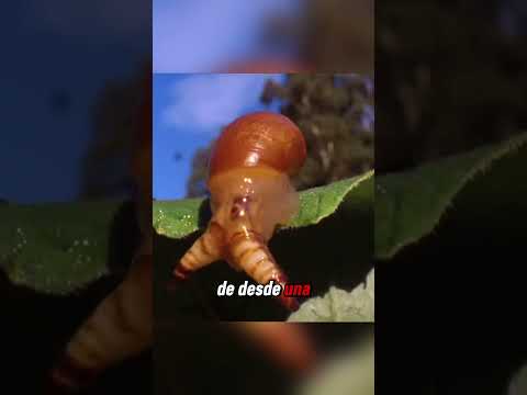 El Caracol Zombi 🧟🐌😨