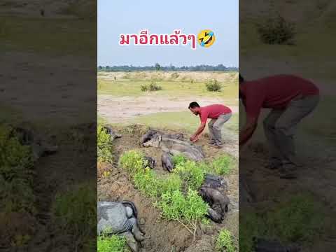 22 มิถุนายน 2568