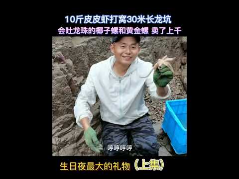 【阿向海钓赶海】400块皮皮虾打窝30长龙坑 会吐龙珠的海螺卖了上千 大赚3倍