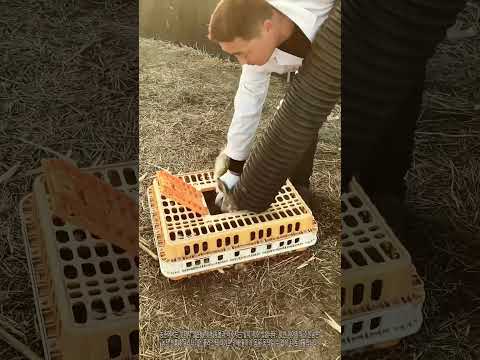 플라스틱 파이프에 갇힌 토끼 구출 대작전! 상자 이송 수중 탈출까지 | 토끼구조 #농촌일상 #동물구조