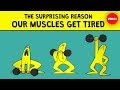 Understanding Muscle Fatigue