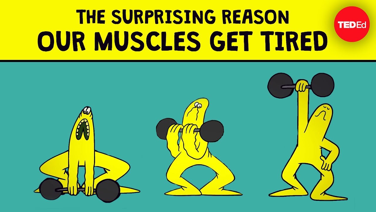 The surprising reason our muscles get tired - Christian Moro