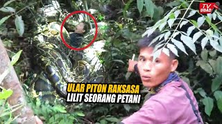 Mengerikan‼️ Ular Piton Raksasa Telan Petani di Kebun, Kejadian Ini Gegerkan  Warga di Muna Sultra