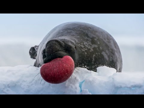 World’s Strangest Mating Technique I Frozen Planet II I BBC Earth