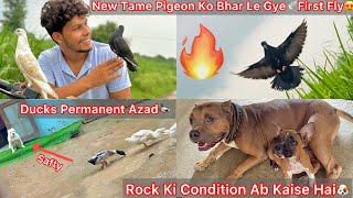 New Tame Pigeon Ko Raftar Se Milvya🕊️First Fly Karvai🔥|| Rock Ab Kaisa Hai😢Sb Dogs Parasan Hua🐶