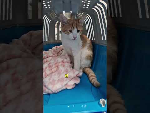 Frattura nel gatto #veterinaria #gatto #anestesia #gattino