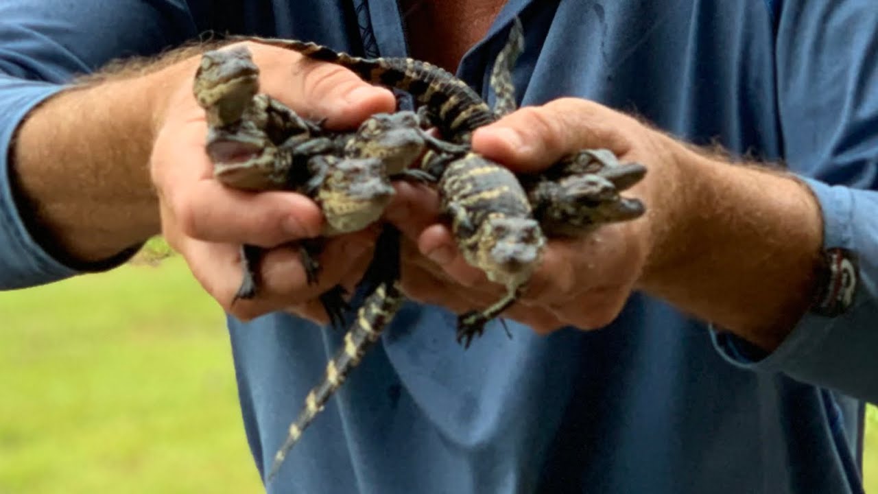 HATCHING BABY ALLIGATORS, with a side of RIBEYE - Bluegabe