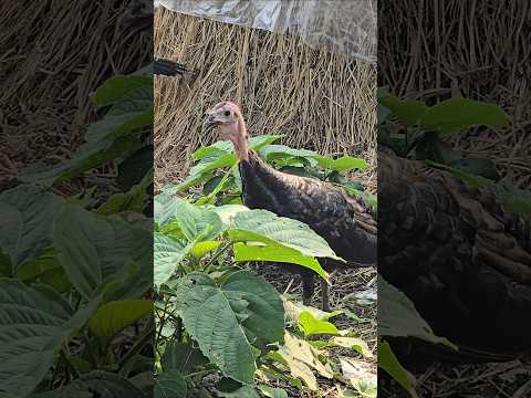 Just a curious turkey on a peaceful Saturday evening.#peaceful #saturdayvibes #reels #birds