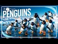 Penguin Adaptations and Behavior