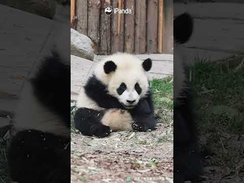 The Way It's Munching On Panda Bread Is Just Too Adorable | iPanda #shorts