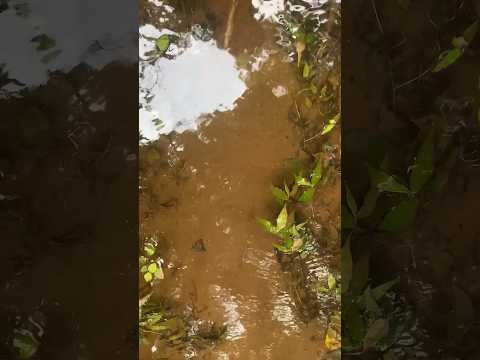 ഉറവിന്റ അറ്റം നോക്കിപോയാലോ 🤔#shorts