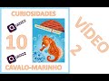 Habitat e Características do Cavalo Marinho