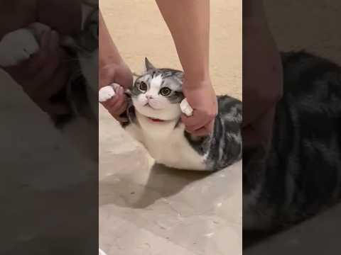 ネッコさん動画見てニヤけたら勝ちwww #猫 #猫のいる暮らし #ペット #可愛い #癒し #動物