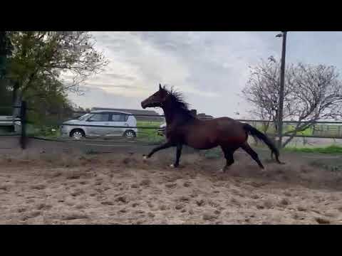 Orion uit zijn panty 🤭😆#horse #horses #