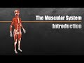 Exploring the Muscular System in 6 Minutes