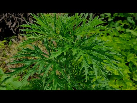 집집마다 가정 상비약으로 써온 명약~죽을 사람도 살린다! 생즙을 마시면 생기가 살아나는 약초