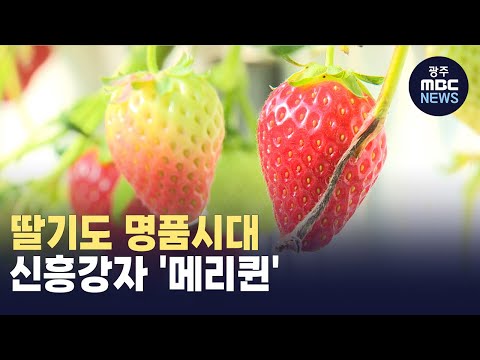 [뉴스데스크]딸기계의 신흥강자 담양 '메리퀸'