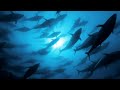 Bluefin Tuna Conservation and Ecology