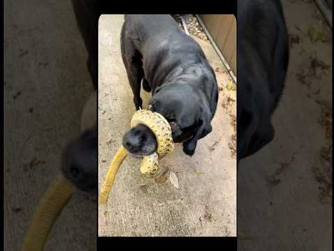 This crazy video 🐕 vs 🐍 still is one of my favorites #fypシ #youtube #viral #dog #edit