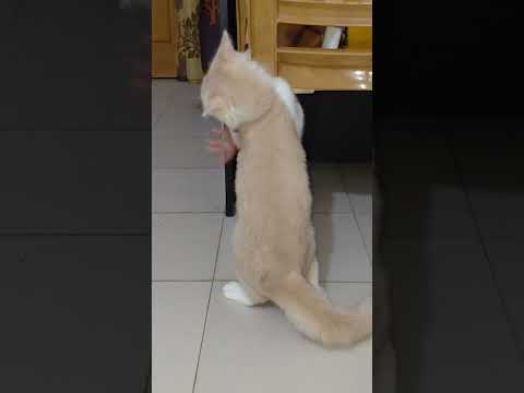 Mochi Funny Videos Cat's Lover #catvideos #funnycat #cute