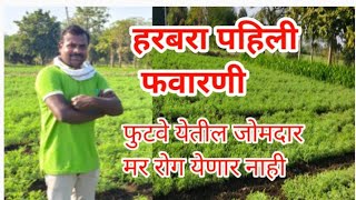हरबरा फवारणी कोणती घ्यावी |Harbra favarni konti ghyavi #indianfarmer #agriculture