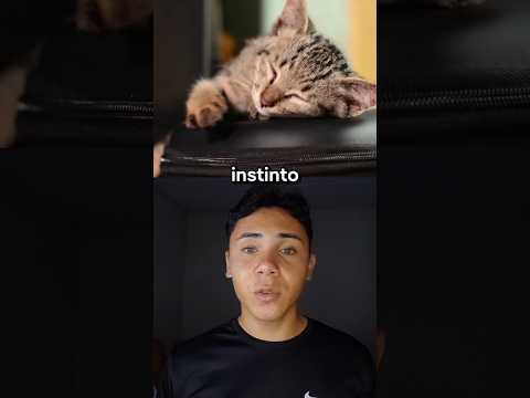 por que GATOS tem MEDO de PEPINO? #curiosidades #shoets