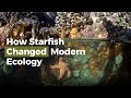 Starfish and Tide Pool Ecosystems