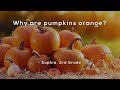 Pumpkin Color and Cultivation Insights
