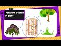 Plant Transport Systems and Functions