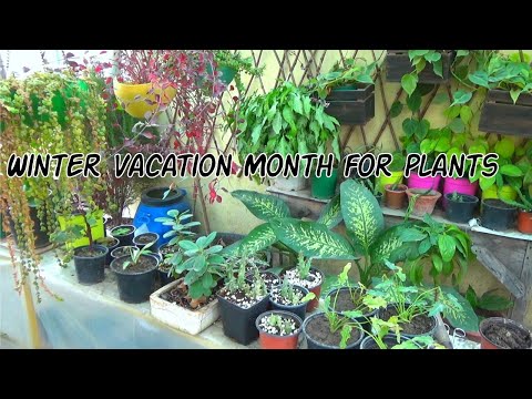 Winter Vacation Month for plants | Apne Podon ko Sardi se Bachain