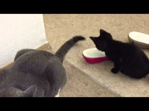 Tiny Kitten Stalks Big Cat's Tail