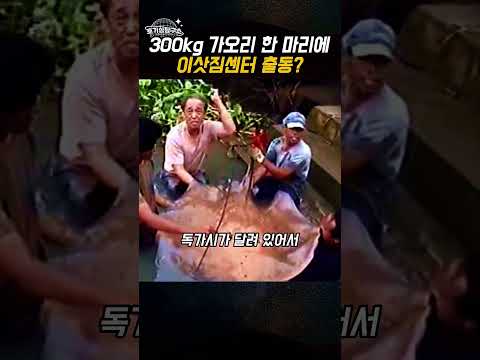 300kg 가오리 한 마리에 <strong>이삿짐센터</strong> 출동
