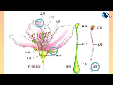 我的第一本植物演化圖鑑4：花的誕生改變了世界 - YouTube(1:18)