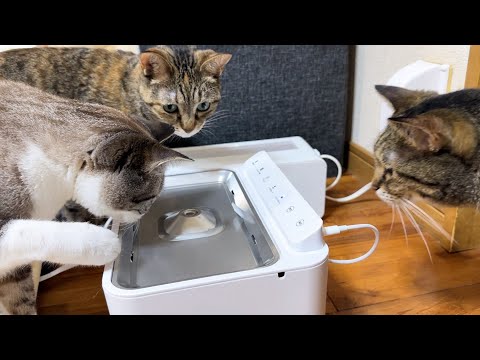 自動で湧き出てくるお水をお部屋に置いたら猫たちがその場から離れなくなりました！