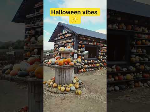 #halloween2025 #halloween #farm #pumpkin
