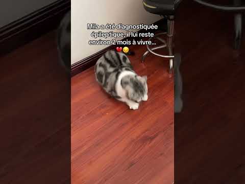 SVP 🙏😢 #chat #animaux #sauvetage #protectionanimale #refuge #sensibilisation #shortsfr #fyp