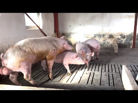 Mastering Hoof Trimming Techniques for Large-Scale Pig Farms #WITHME