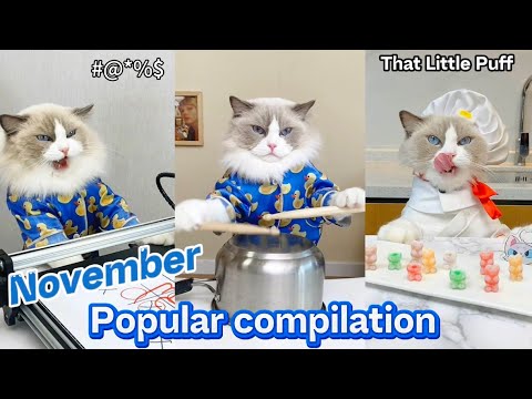 November Popular Compilation | That Little Puff